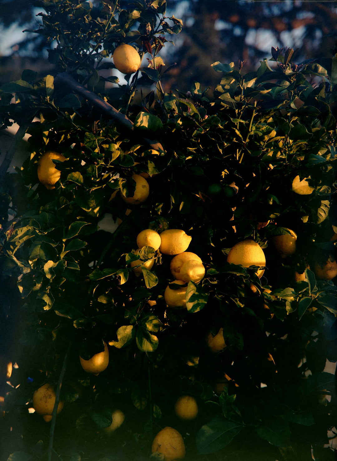 a lemon tree with fruits