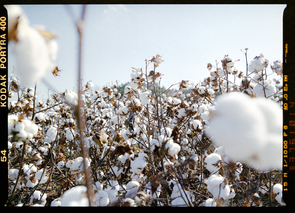 a field of cotton plants