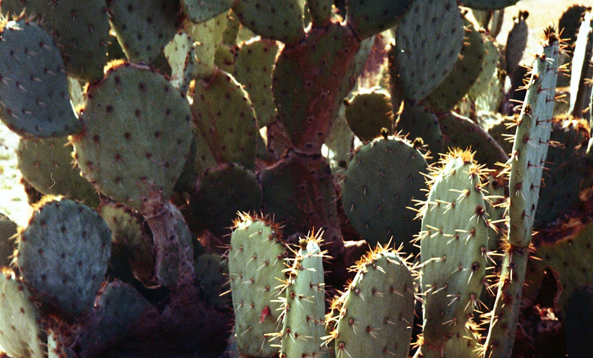 Plant, Plant community, Light, Botany, Nature, Natural environment, Terrestrial plant, Eastern prickly pear, Vegetation, Biome
