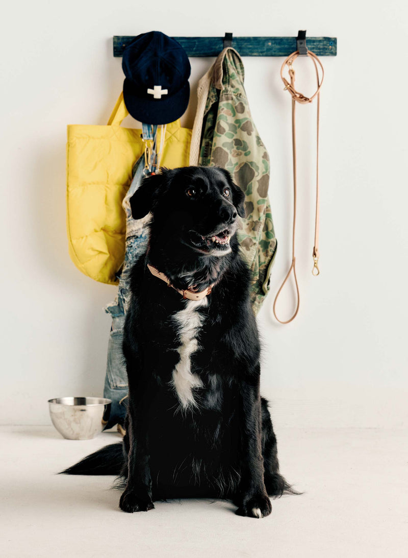 emil erwin x i+w dog leash - Model