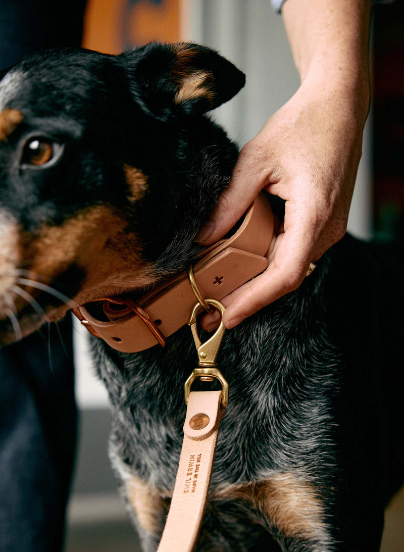 emil erwin x i+w dog leash