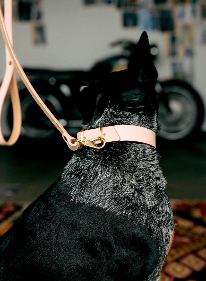 emil erwin x i+w dog leash