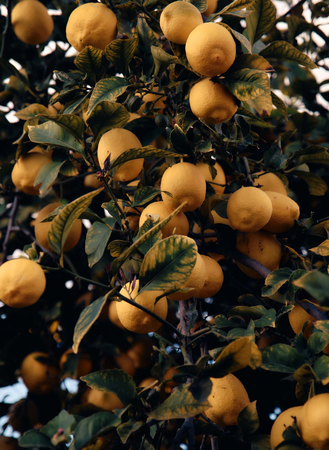 a lemon tree with many fruits