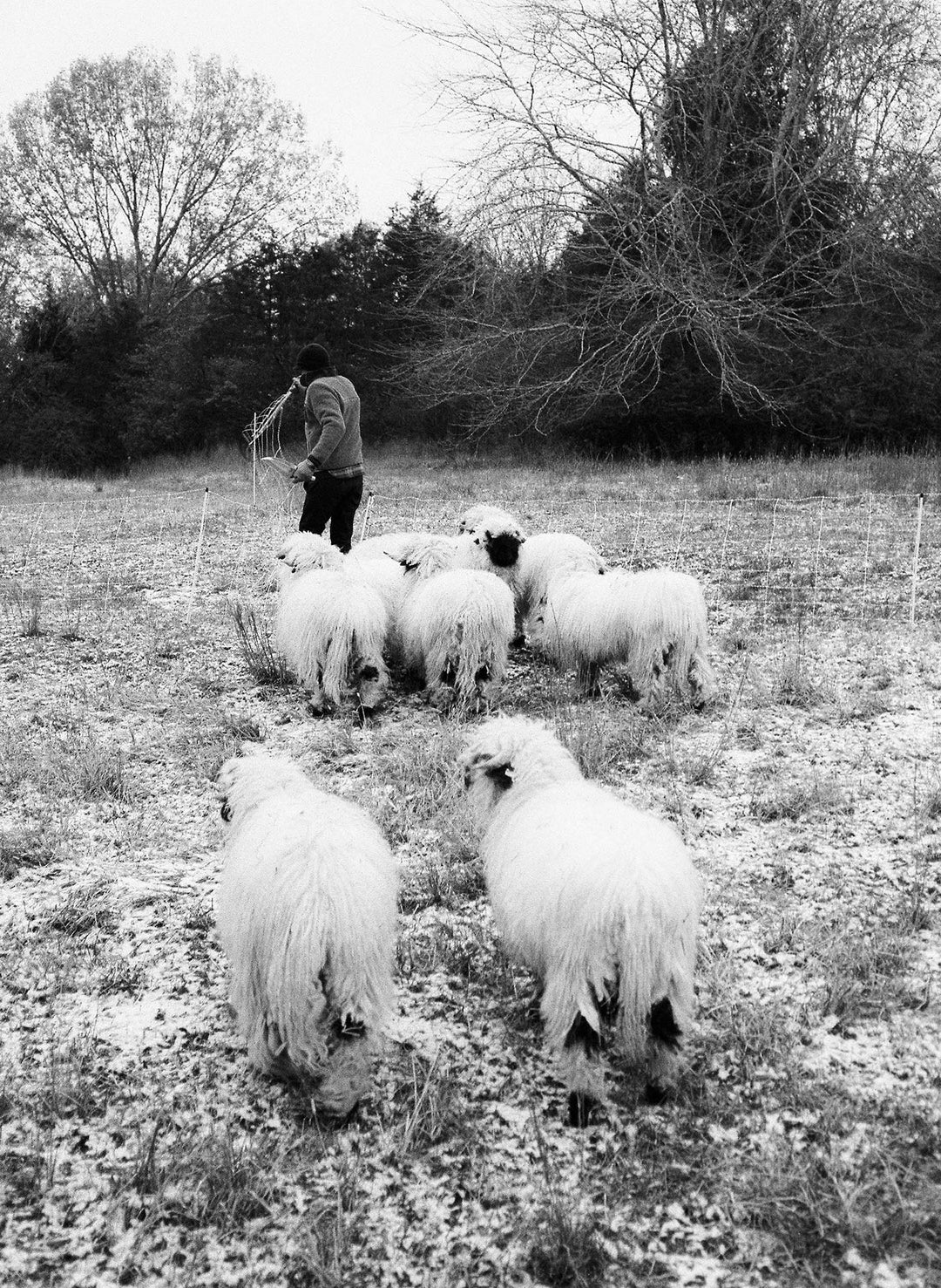 the fitzroy thermal lined sherpa