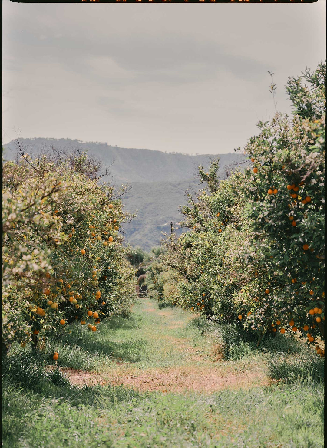 a path through a fruit orchard